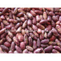 Purple Speckled Kidney Beans